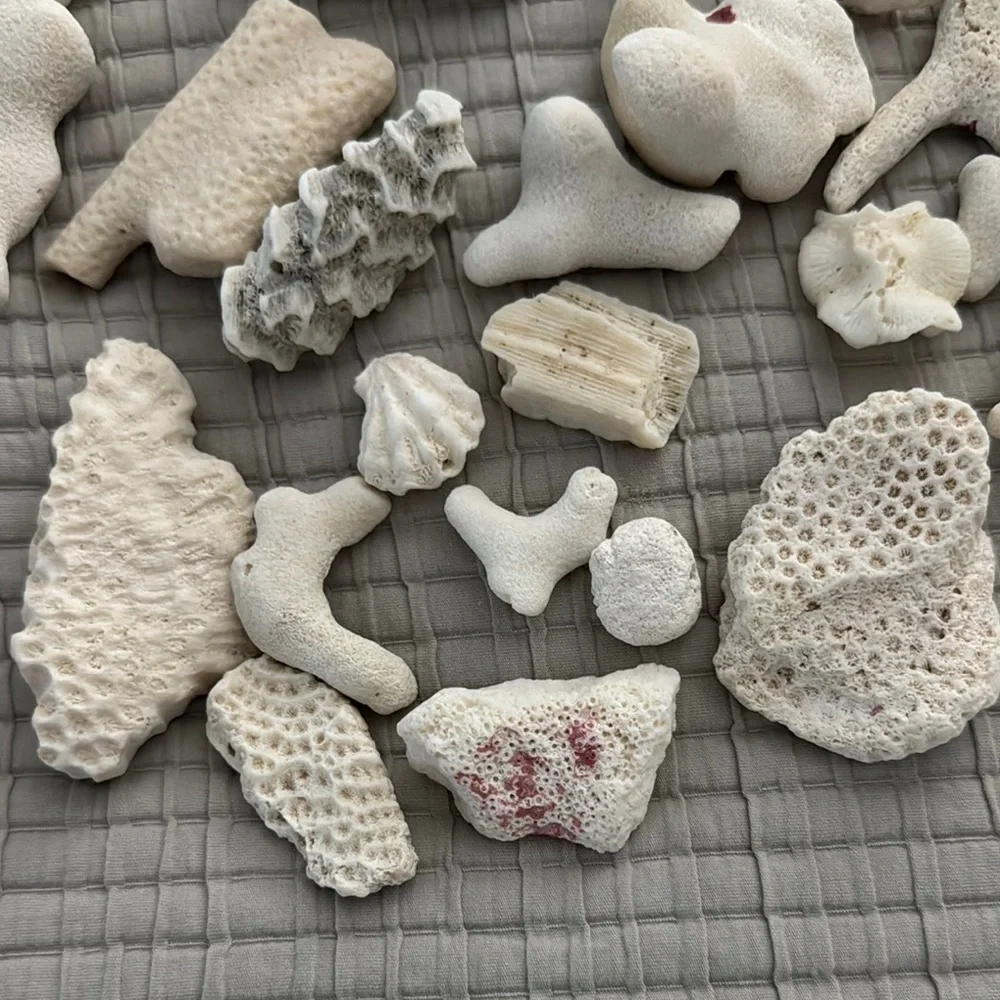 Coral Pieces in Small Apothecary Jar